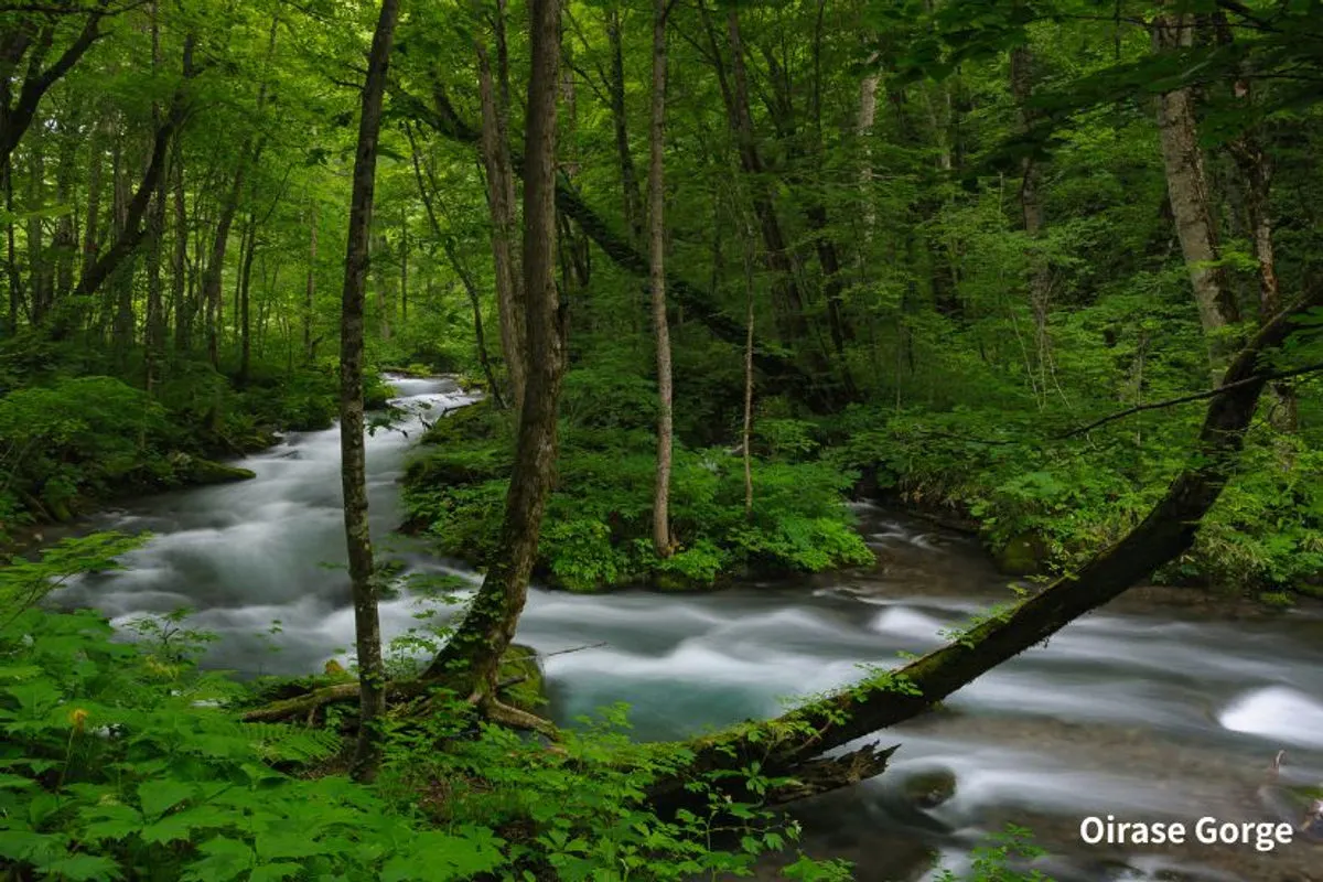 Oirase Stream surrounded by greenery