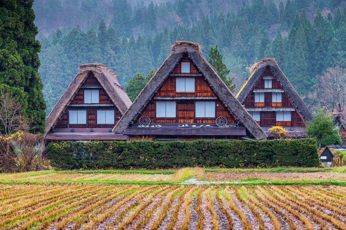 Thatched farmhouses and rice paddies in Shirakawa-go