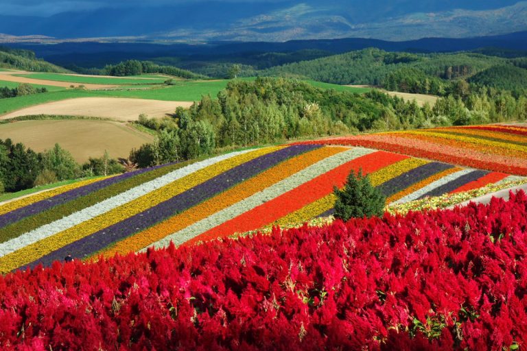 Furano & Biei itinerary: how to spend day one, and how to build from there