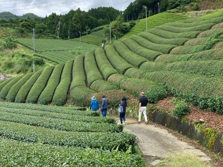 Autumn in Kyoto: A Curated Private Tea & Sake Experience