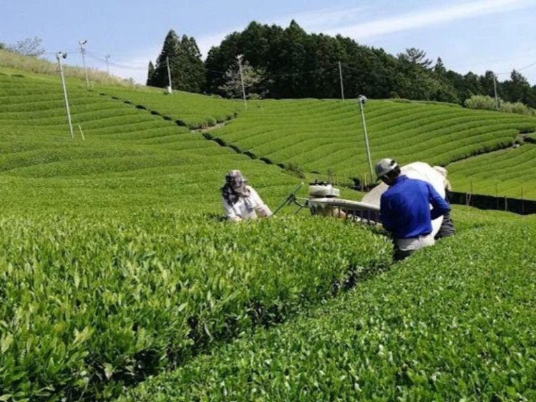 Shizuoka: Tea Farm Tour with Factory Visit and Tasting